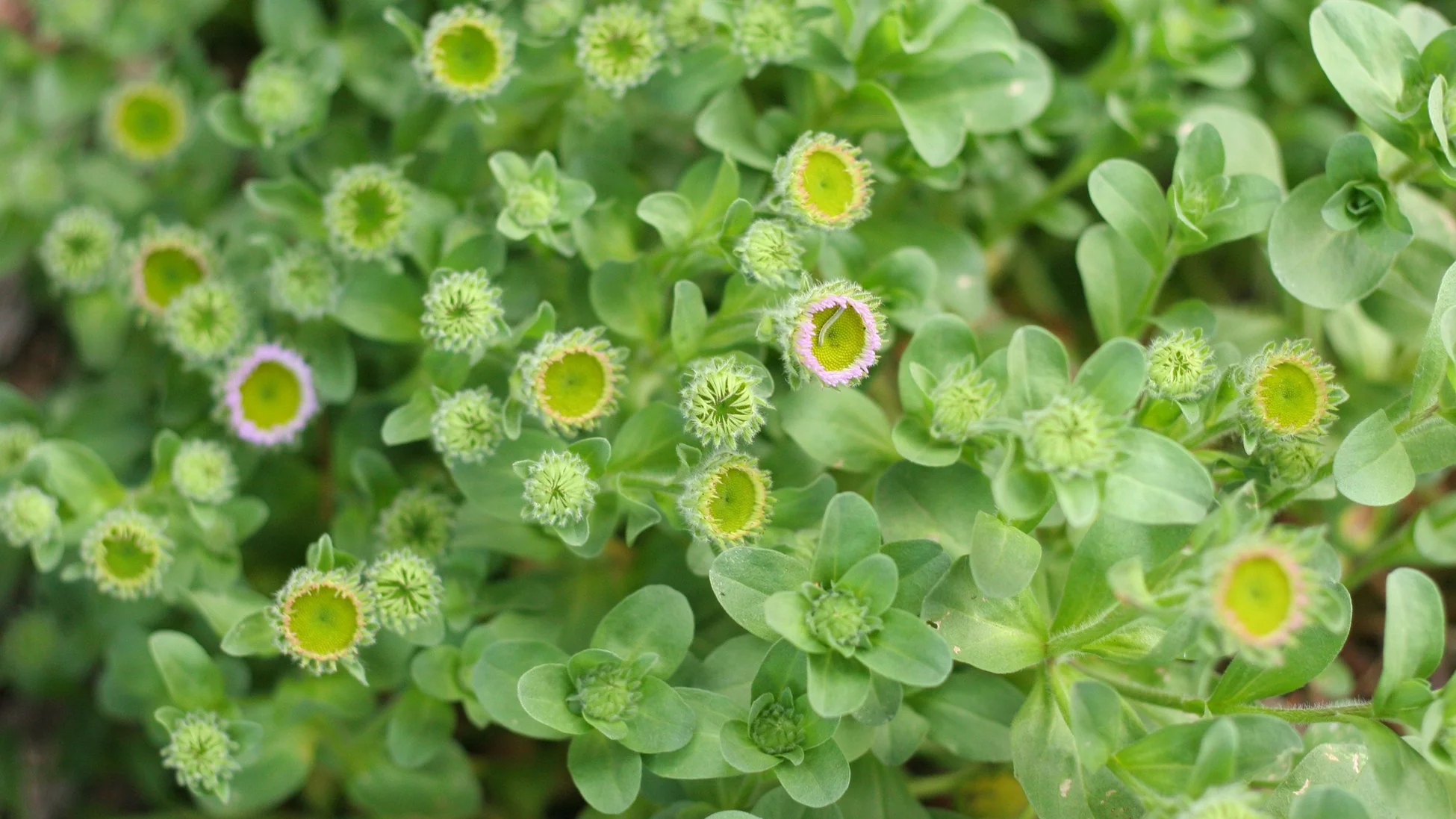 Cultivate Life in Your Garden